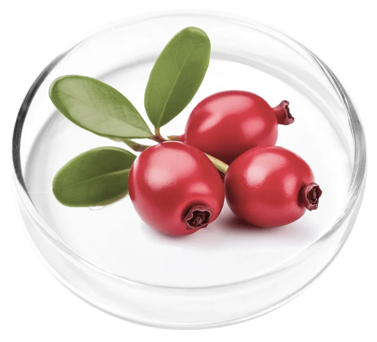 Bearberry uva-ursi leaves and red berries in a laboratory dish