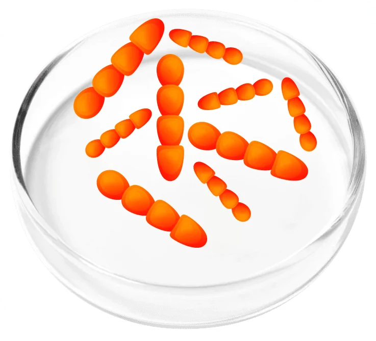 Lactobacillus crispatus probiotic bacteria illustration in a laboratory dish