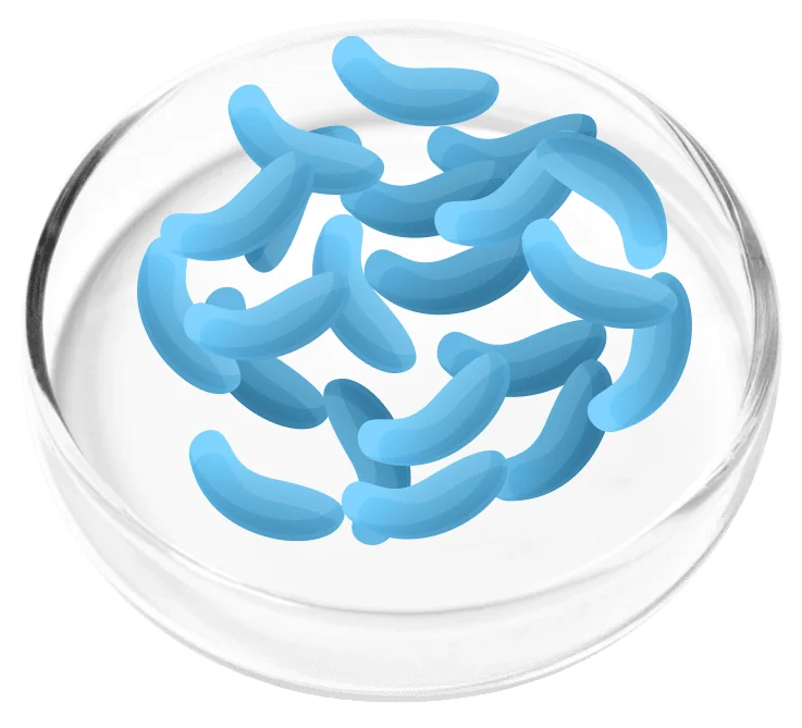 Lactobacillus gasseri probiotic bacteria illustration in a laboratory dish