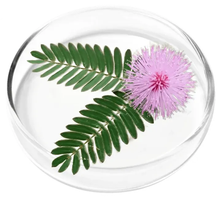 Mimosa pudica plant with pink flower in a laboratory dish